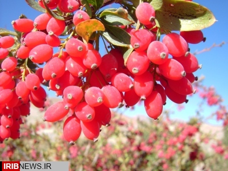 فرآوري 14 هزار تن زرشک در خراسان جنوبي