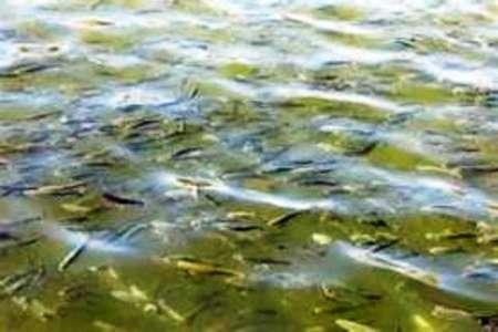 آغاز عملیات رهاسازی بچه ماهی در منابع آبی استان کردستان آغاز عملیات رهاسازی بچه ماهی در منابع آبی استان کردستان