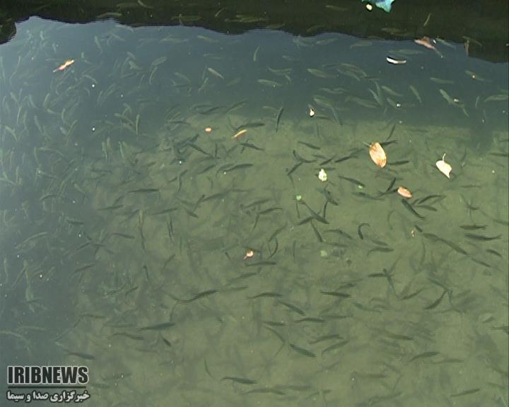بهره برداری از 4 مزرعه پرورش ماهی قزل آلا در زنجان