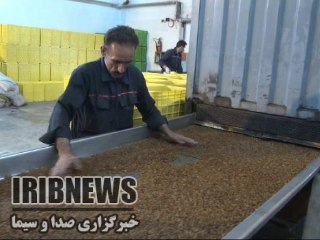 صادرات 373 تن کشمش از زنجان به کشورهای اروپایی