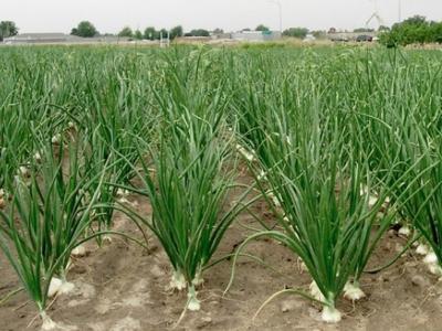 افزایش 10 درصدی سطح زیر کشت پیاز در خراسان رضوی