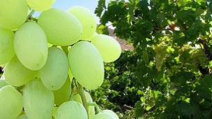 تولید 60 هزار تن انگور در تاکستان های چهارمحال و بختیاری