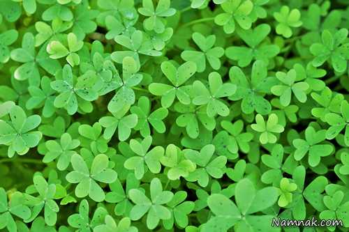 فرآوری گیاهان دارویی در فیروزآباد