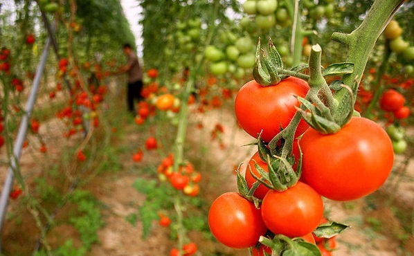 ثابت نگه داشتن تولید گوجه فرنگی با وجود کاهش 20 درصدی مزارع