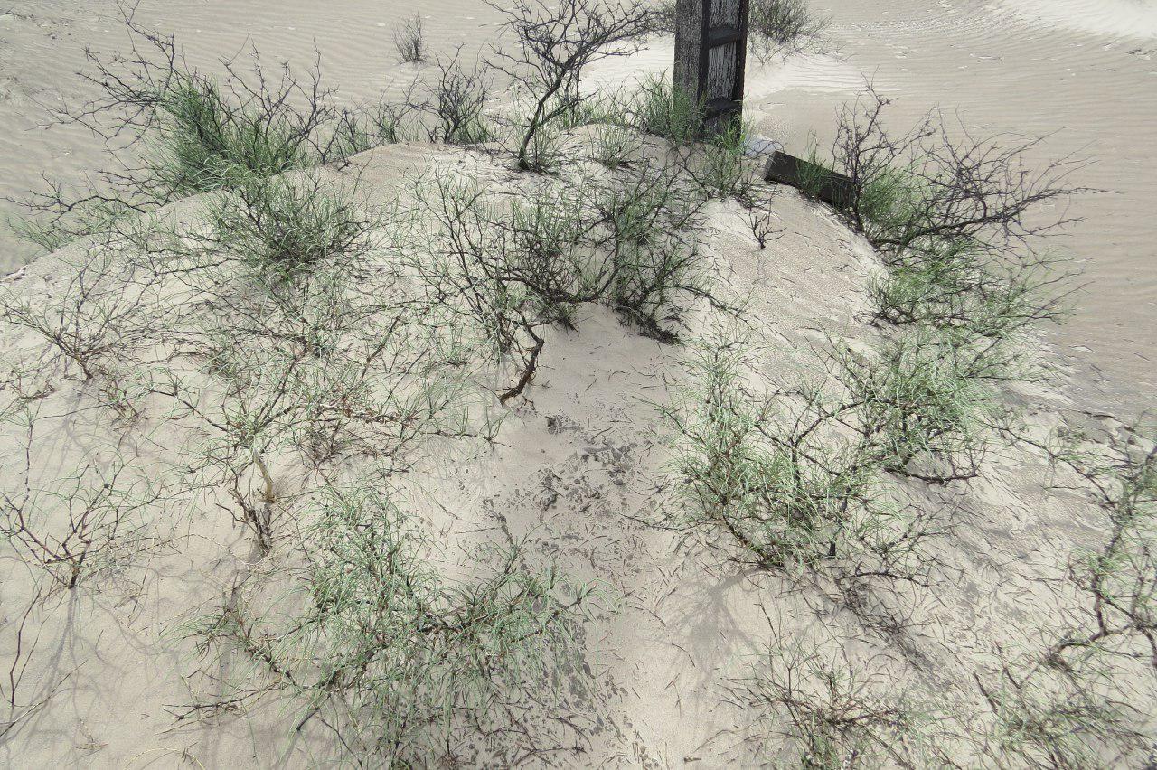 بیابان زدایی درشرق استان کرمان