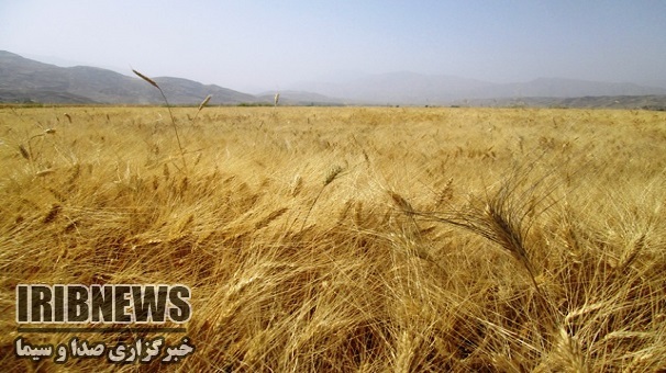 کاهش 140 هزارتنی گندم دراستان زنجان