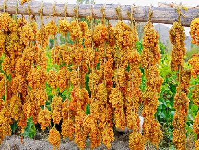 پرداخت یارانه کشمش به باغداران آذربایجان شرقی