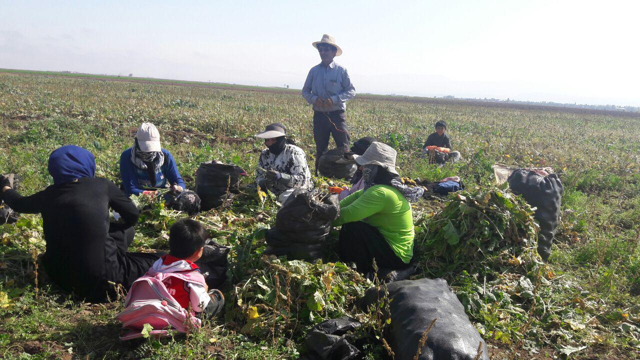 تولید شلغم برای اولین بار در کشت دوم از اراضی اردبیل
