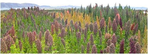 کینوا ، خاویار گیاهی که  کویر را آباد می کند