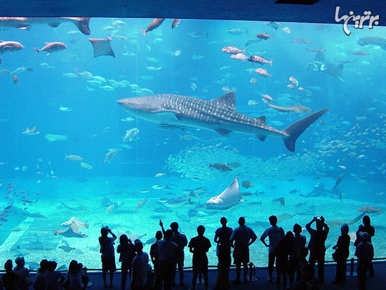 ١٠ آكواريوم عجيب و حيرت انگيز دنيا