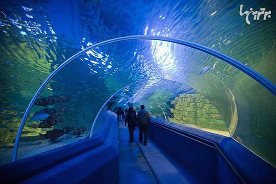 ١٠ آكواريوم عجيب و حيرت انگيز دنيا