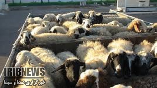 کشف 28 راس دام قاچاق در استان زنجان کشف 28 راس دام قاچاق در استان زنجان