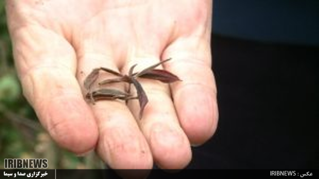 گزارش مکتوب ... تلخ شدن طعم چای به کام چایکاران با سرمای نابهنگام