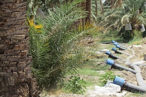 طرح آبیاری کم فشار در نخلستانهای ریگان
