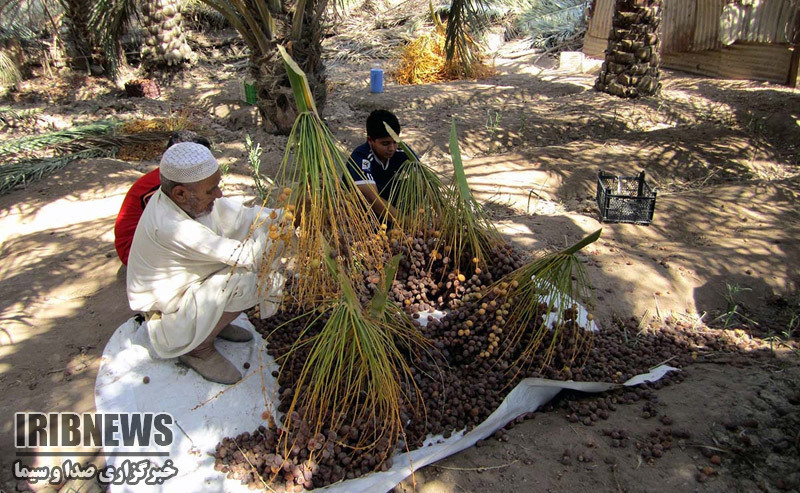 به نام کشاورز به کام دلال