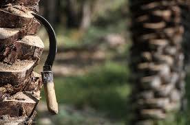 به نام کشاورز به کام دلال