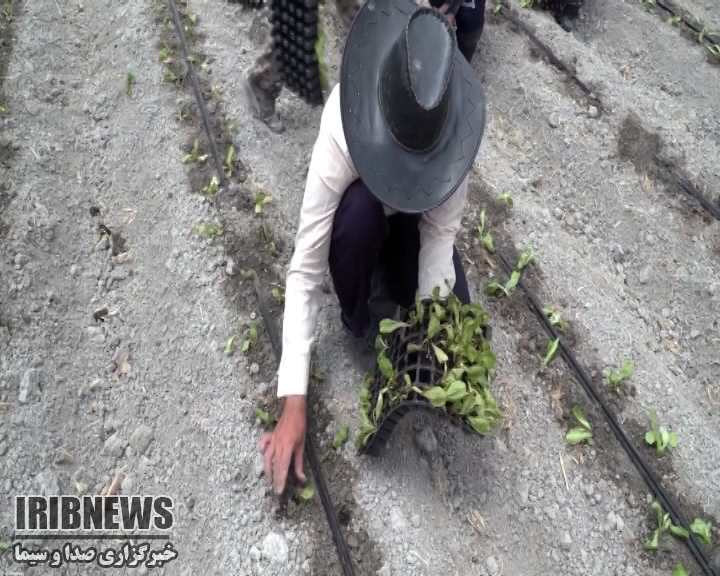 چهارمحال و بختیاری پیشرو در اجرای سامانه آبیاری تیپ