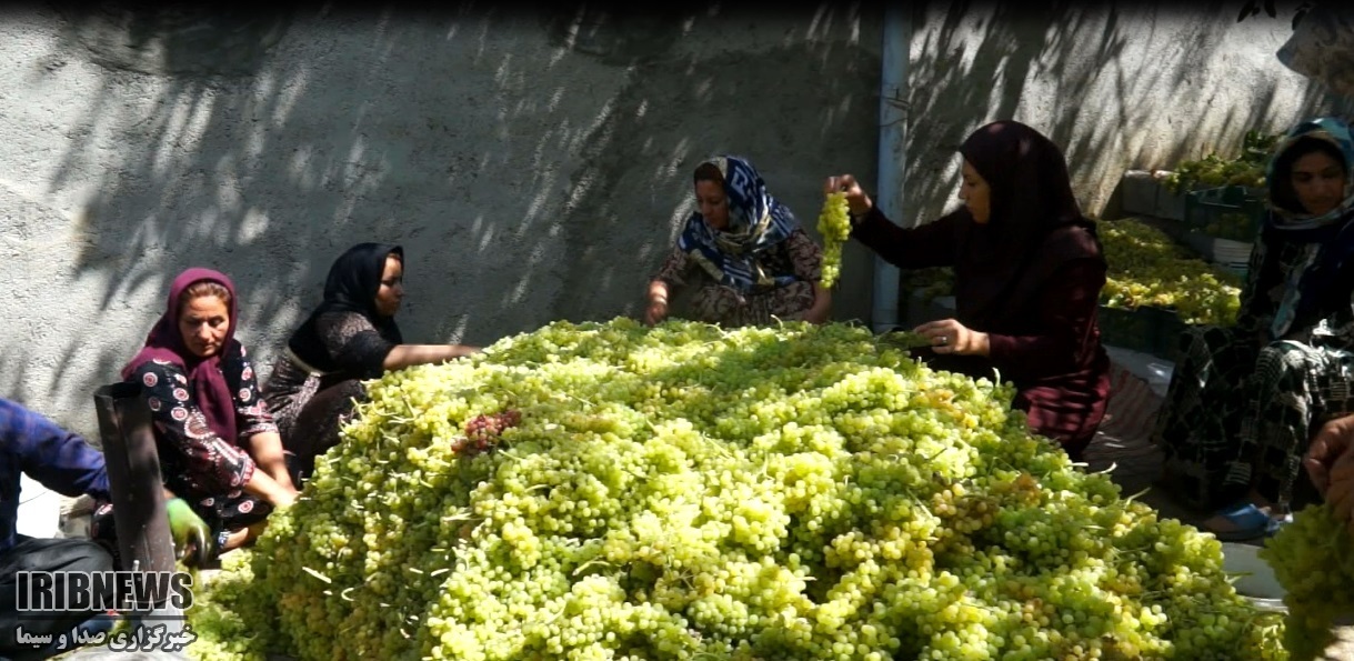 تولید کشمش طلایی در کردستان به روش بولاو