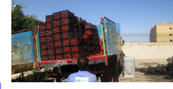 جلوگیری از خروج 385 تن گوجه فرنگی در پایانه های مرزی خوزستان جلوگیری از خروج 385 تن گوجه فرنگی در پایانه های مرزی خوزستان