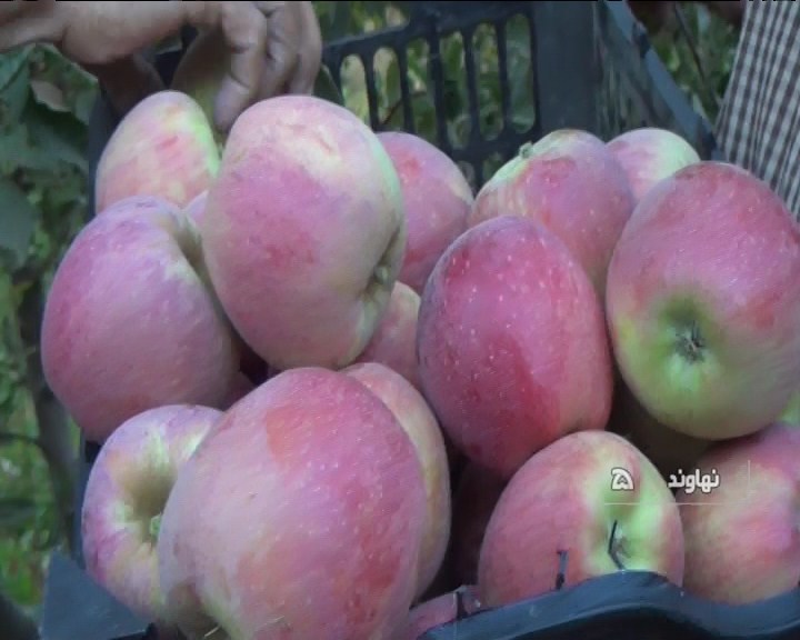 آغاز برداشت سیب از باغهای نهاوند آغاز برداشت سیب از باغهای نهاوند
