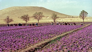 سرخاب طلای سرخ، بر چهره مزارع زعفران قم