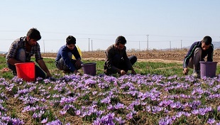 سرخاب طلای سرخ، بر چهره مزارع زعفران قم