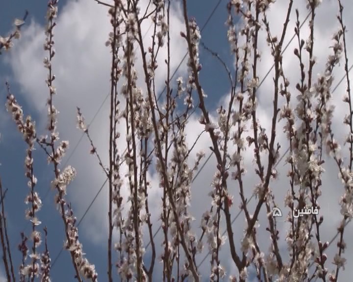 تاکید بر آمادگی باغداران برای مقابله با سرمازدگی