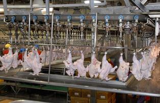 تولید سالانه ۳۰ هزارتن گوشت سفید در ساری