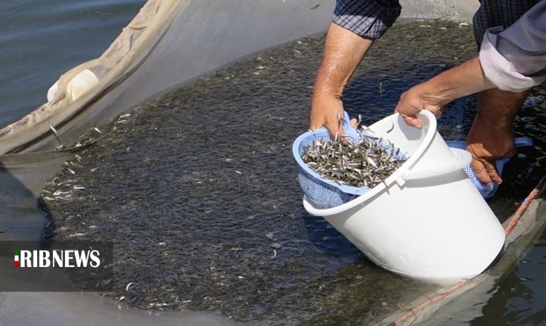 رهاسازی ۲ میلیون و ۷۸۰ هزارقطعه بچه ماهی در منابع آبی کردستان رهاسازی ۲ میلیون و ۷۸۰ هزارقطعه بچه ماهی در منابع آبی کردستان