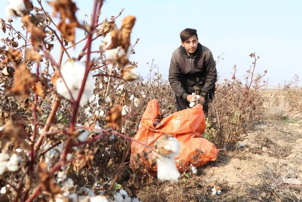 افزایش 20 درصدی برداشت وش پنبه از مزارع دشت کاشان افزایش 20 درصدی برداشت وش پنبه از مزارع دشت کاشان