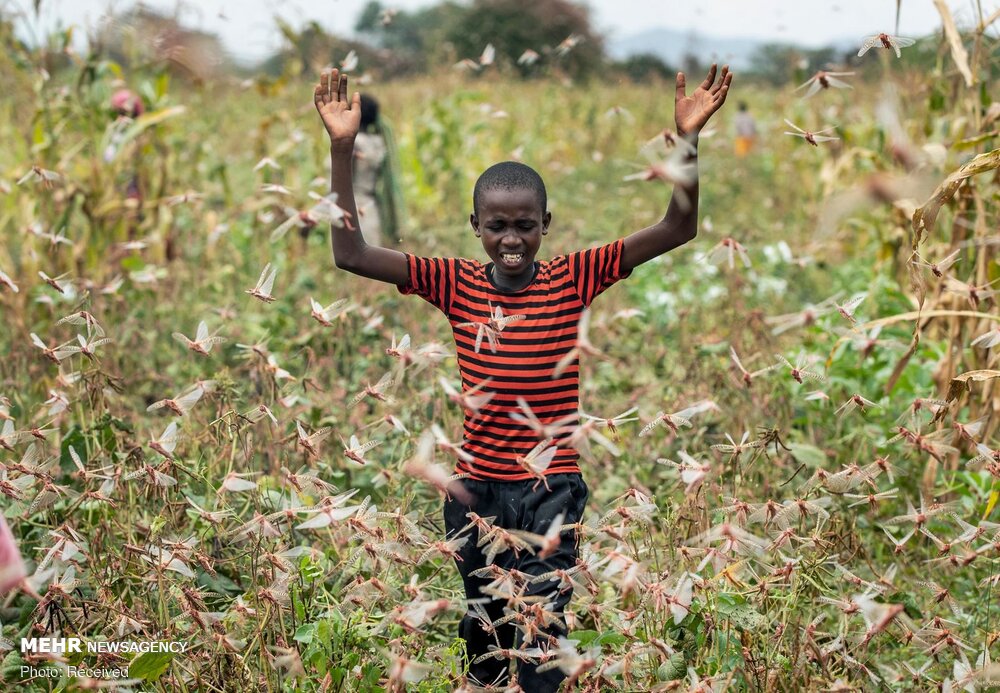 حمله میلیاردها ملخ به شرق آفریقا +تصاویر