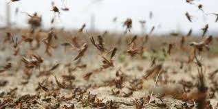 حمله میلیاردها ملخ به شرق آفریقا +تصاویر