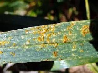 مشاهده بیماری زنگ زرد گندم در ساری