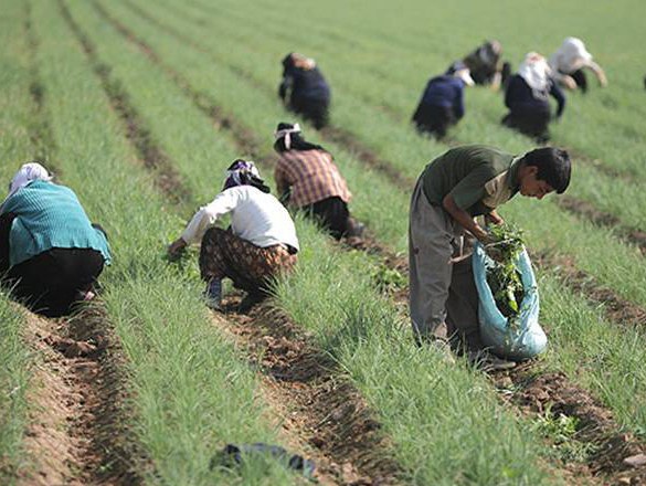 پیش بینی برداشت 300 تن زیره از سظح  200  هکتار