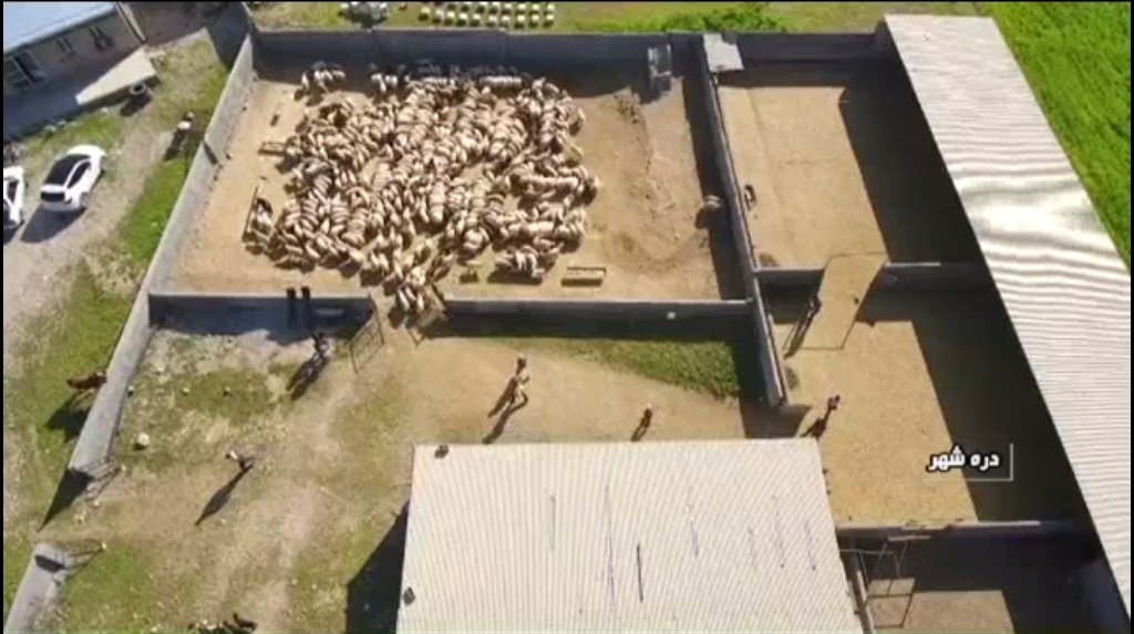 حمایت از تولیدکنندگان گوشت قرمز + گزارش