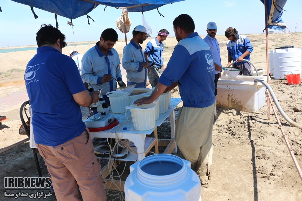 آغاز ذخیره سازی بچه میگو آغاز ذخیره سازی بچه میگو