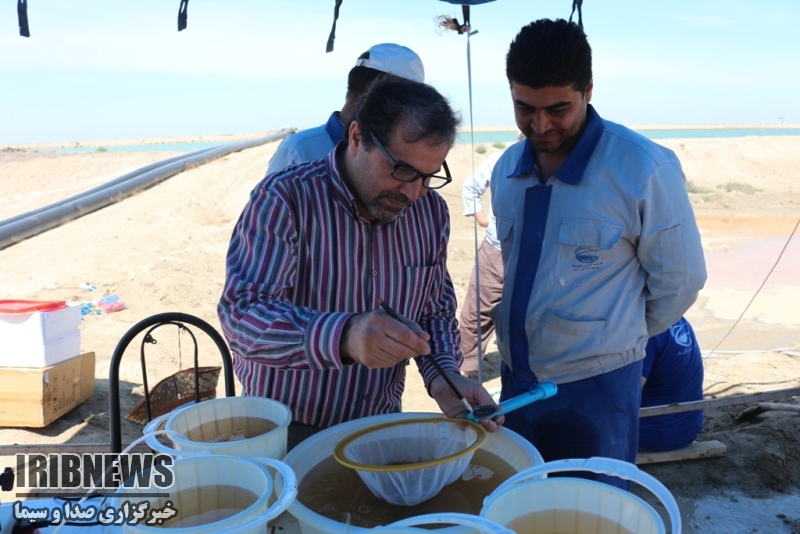 آغاز ذخیره سازی بچه میگو آغاز ذخیره سازی بچه میگو