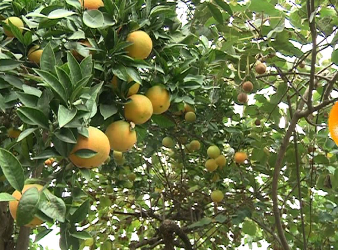 فرصتی دوباره  به باغداران مرکبات