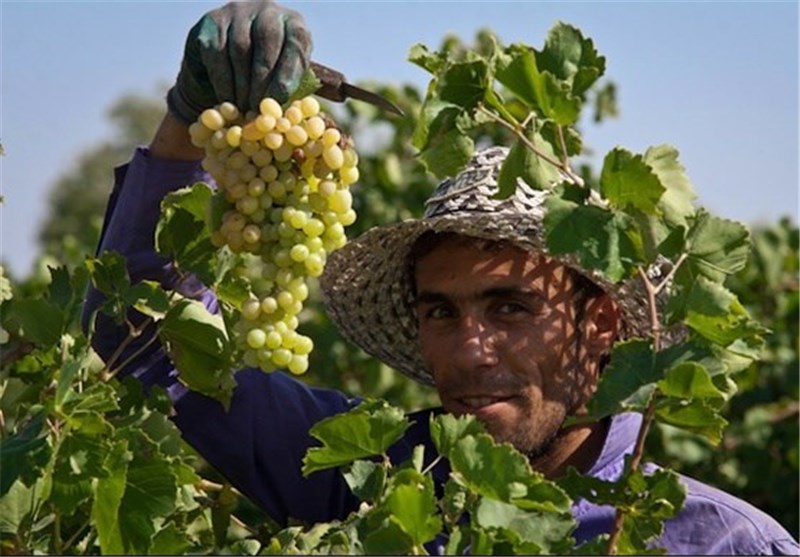 برداشت انگور از تاکستان‌های اصفهان