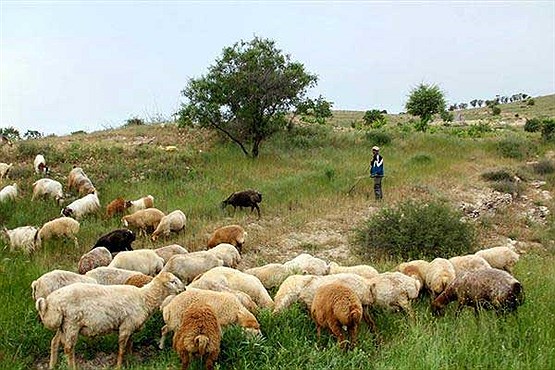 بازمانده از تحصیل بازمانده از تحصیل