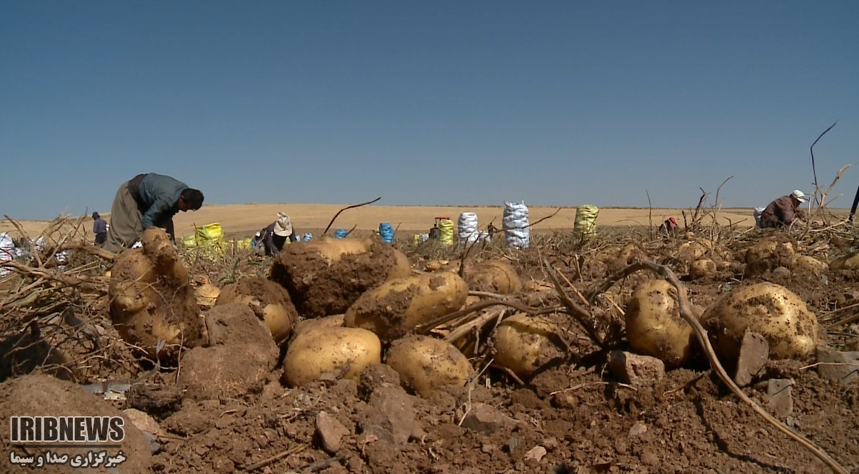 افزایش ۱۰ هزار تنی تولید سیب زمینی در کردستان