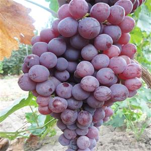 برداشت پنج هزار و ۵۲۵ تن  انگور در خوشاب