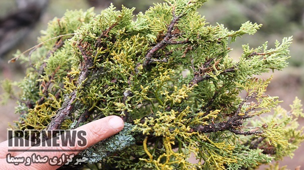 پاکسازی درختان جنگلی زنجان در برابر اُرس واش