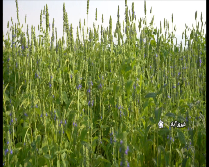 برای اولین بار در استان فارس