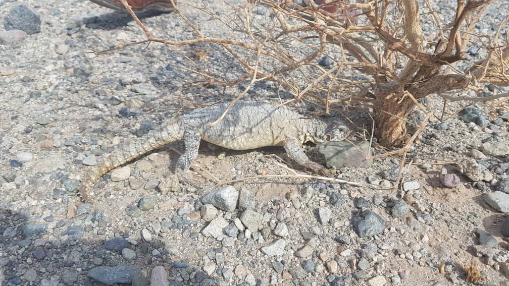 گونه کمیاب سوسمار دم تیغی در دشت ریگان