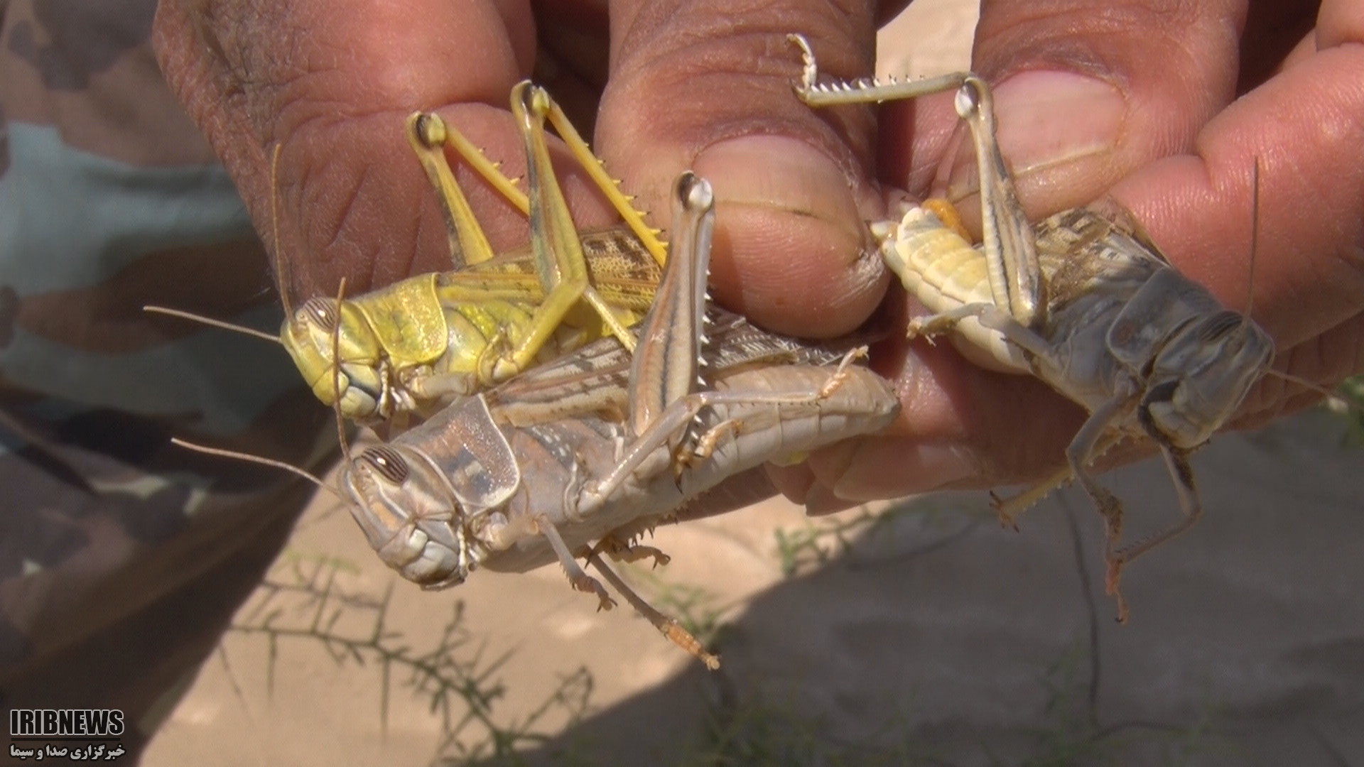 آموزش به کشاورزان، مرتع داران و ساربانان نهبندانی برای مقابله با ملخهای صحرایی آموزش به کشاورزان، مرتع داران و ساربانان نهبندانی برای مقابله با ملخهای صحرایی