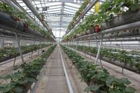 اشتغالزایی ۱۲۰۰ نیازمند با راهاندازی مجتمع گلخانهای در مهریز اشتغالزایی ۱۲۰۰ نیازمند با راهاندازی مجتمع گلخانهای در مهریز