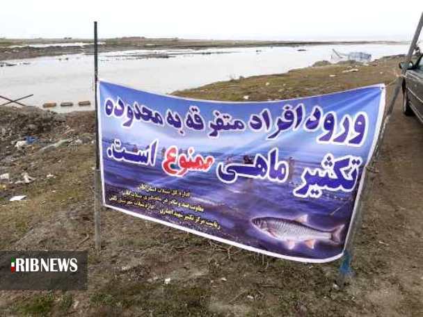 تکثیر ذخایر استخوانی خزر ؛ خارج از دریا اما طبیعی