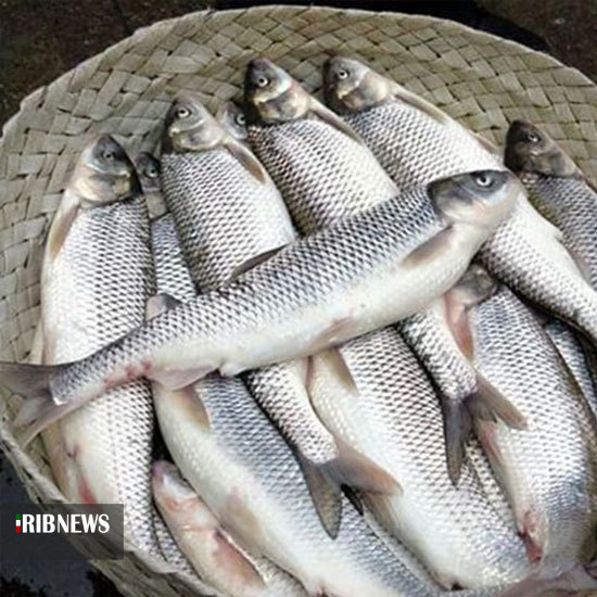 تکثیر ذخایر استخوانی خزر ؛ خارج از دریا اما طبیعی