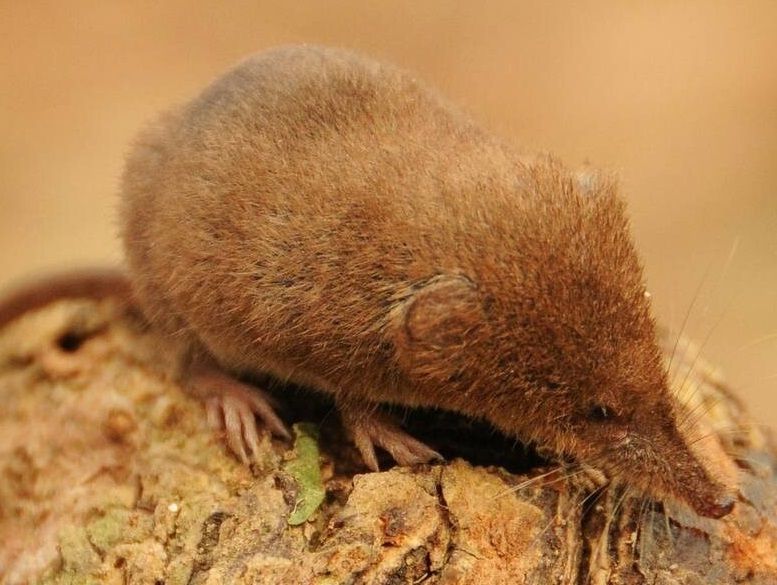 حیات وحش بومی ایران را بشناسید